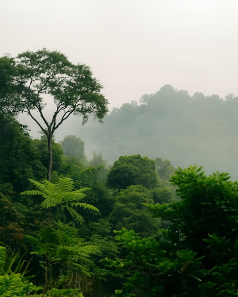 Lush green rainforest covered in mist, representing ALPHX’s carbon offset commitment and support of global reforestation through EcoCart.